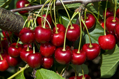 De Tao voor kinderen, tekst 77, copyright 2019 George Burggraaff