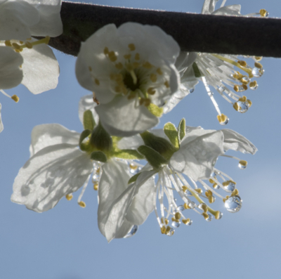 De Tao voor kinderen, tekst 78, copyright 2019 George Burggraaff