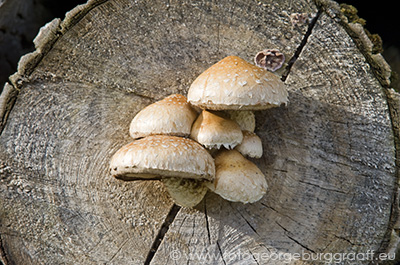 De Tao voor kinderen, tekst 80, copyright 2019 George Burggraaff