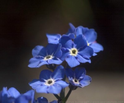 &copy;  2013  George Burggraaff