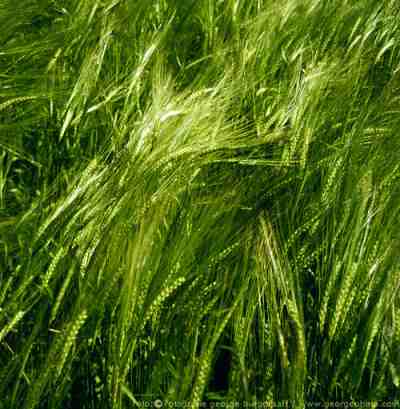 &copy;  george burggraaff