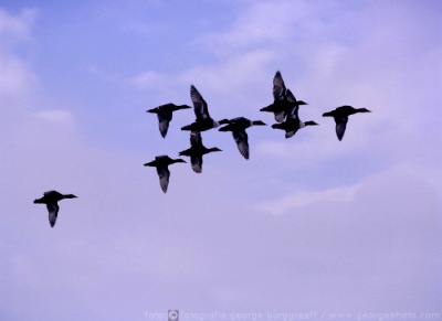&copy;  george burggraaff