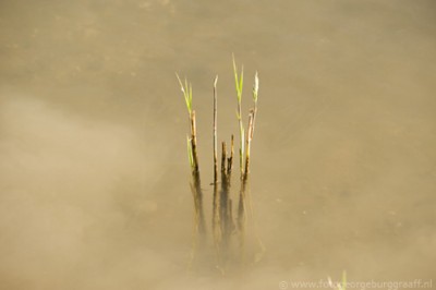 &copy;  george burggraaff