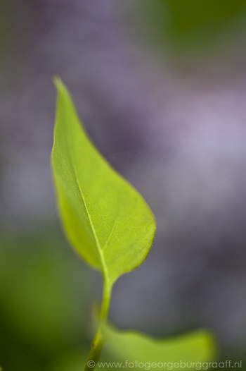 copyright 2012 George Burggraaff