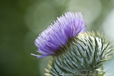 copyright 2012 George Burggraaff