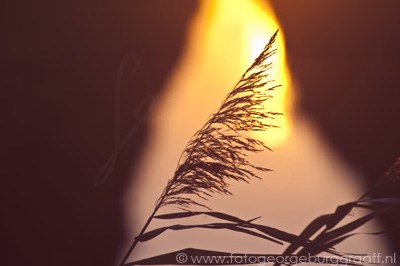 copyright 2019 George Burggraaff