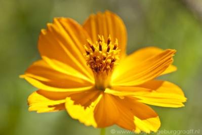 copyright 2013 George Burggraaff