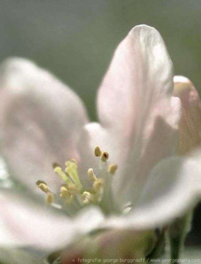 &copy;  2021  George Burggraaff